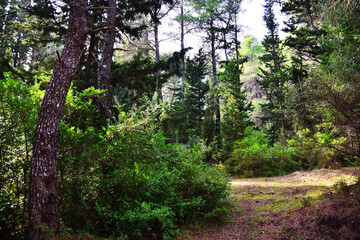 Obraz premium The mediterranean evergreen hard-leaved forest