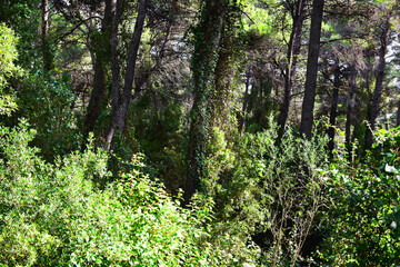 Obraz premium The mediterranean evergreen hard-leaved forest