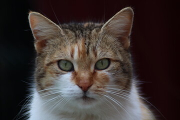 close up portrait of a cat