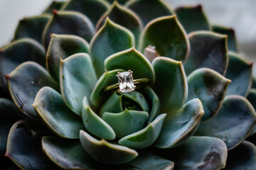 Engagement ring on a succulent plant