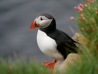 Atlantic Puffin in Iceland