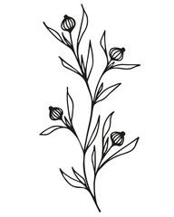 black and white, linear drawing of a branch with leaves, berries, buds, ornamental plant, stylized vector graphics