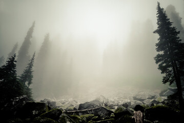 The Essence Of Silence - Landscape Abstract, Skykomish, Washington