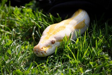 Gelbe Tigerpython