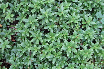 Green natural texture. Textured background. Foliage of thuja