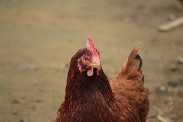 poulet