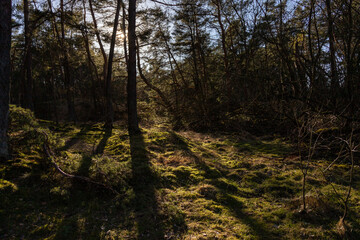 view into a forest, nice green color and sunbeams, moss on the forest floor