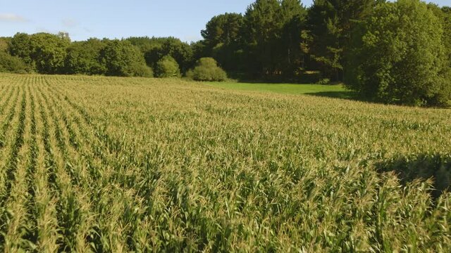 Campo de maiz al lado de un bosque un d&iacute;a de verano azul y soleado