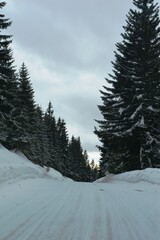 green fir trees on the mountain in the snow