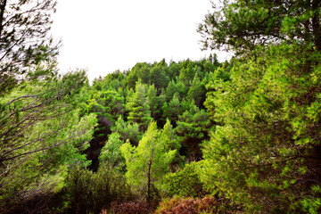 Fototapeta na wymiar The mediterranean evergreen hard-leaved forest