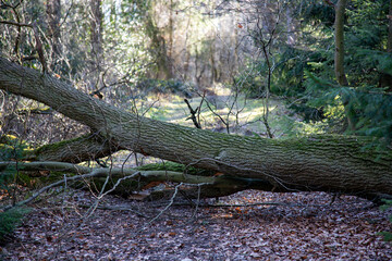 path through a forest blocked by a fallen tree