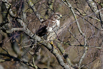 Common Buzzard (Buteo buteo) // Mäusebussard (Buteo buteo) 