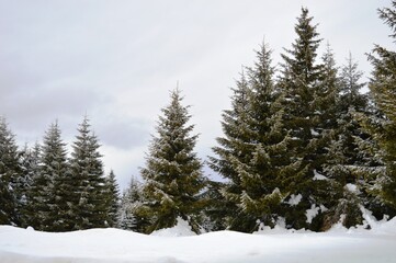 Fototapeta na wymiar green fir trees on the mountain in the snow