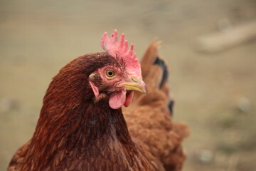 poule