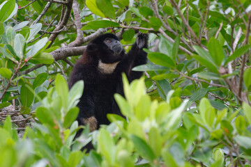 Lucifer titi (callicebus lucifer) in Cuyabeno Wildlife Reserve (Amazonia, Ecuador)