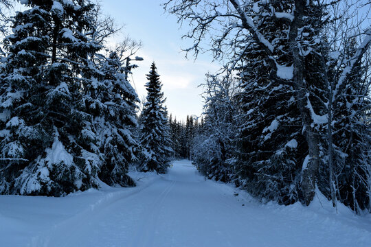 winter forest in the snow