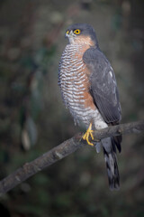 Epervier d'Europe Accipiter nisus après une attaque manquée sur une mésange