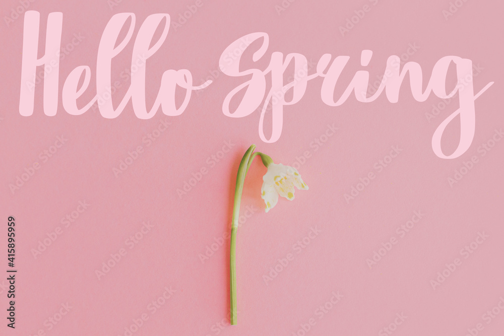 Wall mural hello spring text sign on white spring flower on pink paper flat lay. stylish tender floral greeting