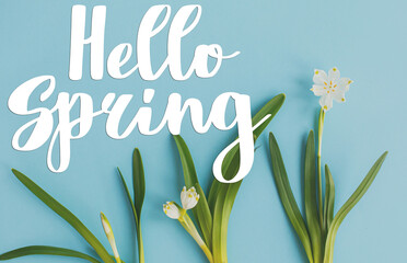 Hello spring floral greeting card, handwritten greetings on white spring flowers growing on blue paper flat lay. Spring time. Stylish tender floral card © sonyachny