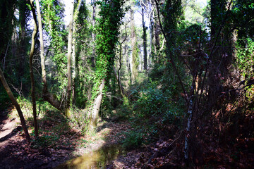 The mediterranean evergreen hard-leaved forest