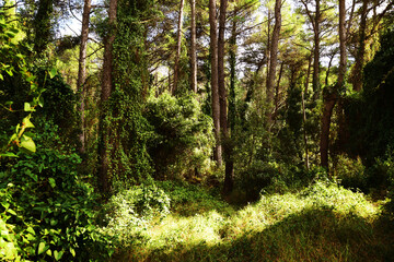 The mediterranean evergreen hard-leaved forest