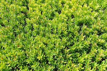 Green grass background.