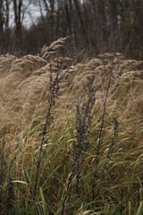 autumn grass in the forest