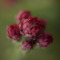 close up of pink flower