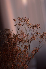 dried flowers with spring sunset