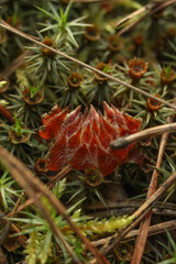 cones on moss