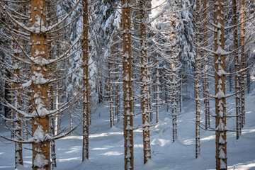 Fototapeta premium Forêt du Jura en hiver