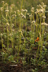 grass and flowers