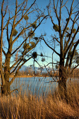 Lovely view over a lake in Oberriet in Switzerland 11.1.2021