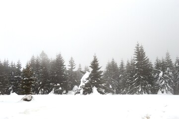 Christmas trees in the snow on the mountain