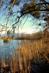 Lovely view over a lake in Oberriet in Switzerland 11.1.2021