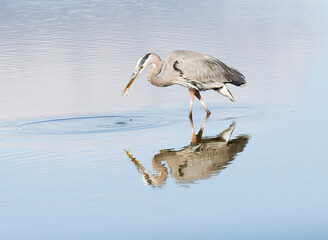great blue heron