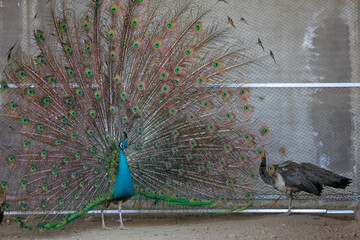 Fototapeta premium peacock flaunting its tail in a zoo, North China