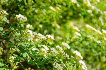 White flowers of spiraea nipponica spring background