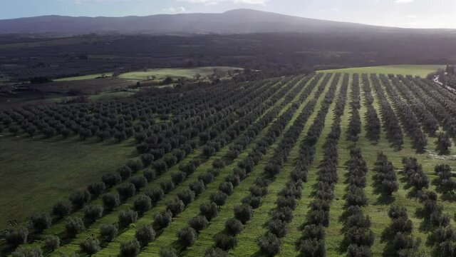 Olive trees for the production of table olive oil, Italy.
Aerial shot with drone