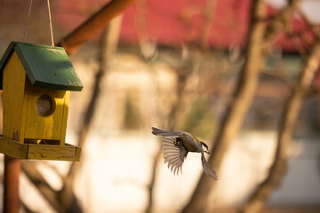 bird in flight
