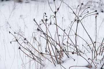 Dry plant close up in winter snow within cold season in nature.