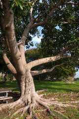 Fototapeta premium large trees growing by the lake of Galilee