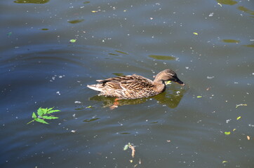 Old town of Marburg, Germany