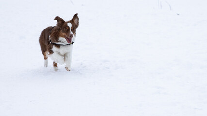 Australian Shepard puppy runs full speed through snow