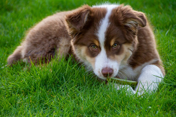 Dog, three month old Australian Shepherd