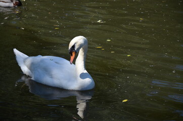 Fototapeta premium Old town of Marburg, Germany