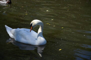 Naklejka premium Old town of Marburg, Germany
