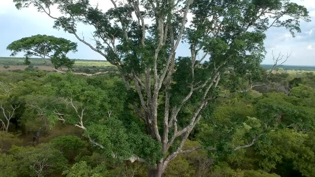 The very tall tree in the thick African jungle with trees stretching to the horizon Aerial