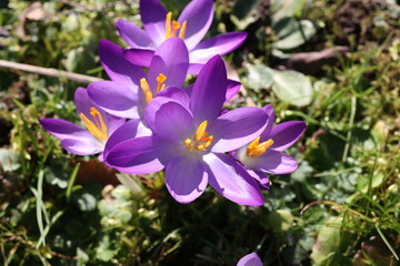 A group of Crocuses in the city park