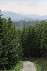Forest landscape in the Orava Beskydy Mountains in the north of Slovakia